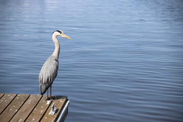 Grey heron standing gracefully on a pier at the yacht marina, Kamień Pomorski, Poland