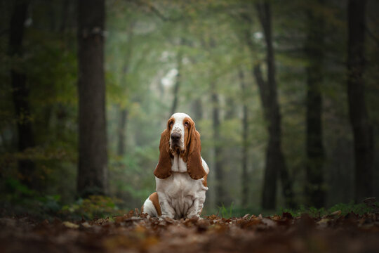 Basset hound sitting gracefully in a serene forest during early morning light