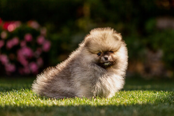 Fluffy pomeranian puppy resting on green grass during sunny day in a garden setting