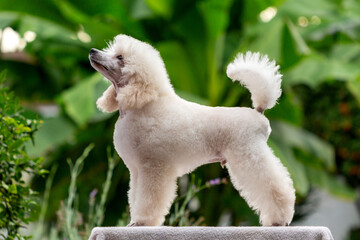 Elegant white poodle showcased in a lush garden setting on a sunny day