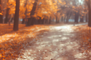 Landscape shot of trees with out-of-focus bokeh background in a park