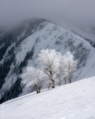 Fototapeta premium Winter mountain landscape with frosted trees on snowy slope scenic view of peak and forest in fog peaceful nature scene