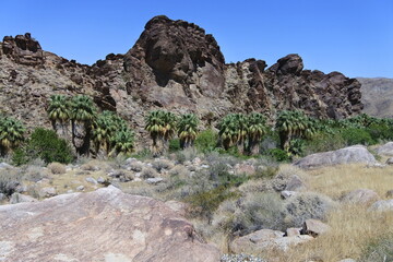 Palmen vor einer Felswand im Andreas Canyon in Palm Springs	