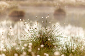 Clump of cotton grass (Eriophorum species), green needle-like leaves and delicate white, fluffy...