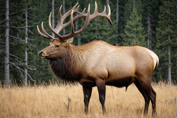 Fototapeta premium A large elk standing on a dry grass-covered field, great for wildlife or nature-themed projects