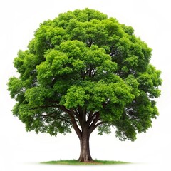 tree isolated on white background