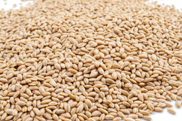 Fototapeta premium Close-up shot of wheat seeds on a clean white background, ideal for use in food or agriculture related projects