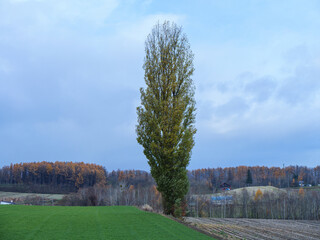高原の1本の木　北海道