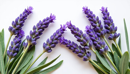 Purple lavender blooms elegantly, highlighted on a white background