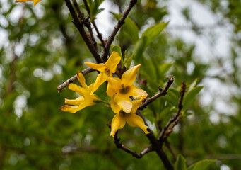 A close-up of bright yellow forsythia flowers blooming on a branch, heralding the arrival of spring...