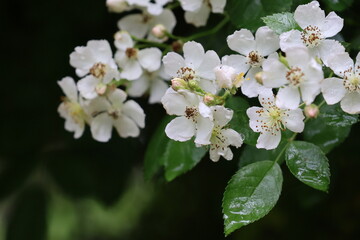 White wildflowers in the Tennessee wilderness.