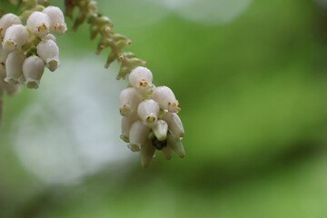 White wildflowers in the Tennessee wilderness.