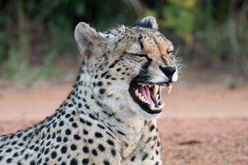 Cheetah yawning