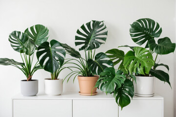 Obraz premium A group of small potted plants sit on top of a white dresser, adding a touch of greenery to the space