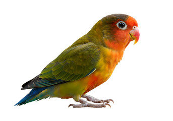 Fototapeta premium Adorable GreenCheeked Lovebird HighResolution Bird Image isolated on transparent background