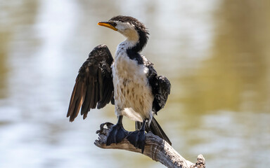 Cormorant 