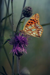 Motyl © mika2605