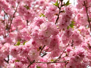 八重桜
