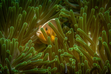 Anemone fish in anemones @ Pulau Weh, Indonesia