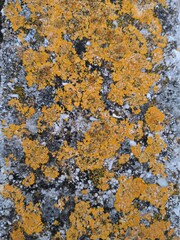 lichen on tree bark background 