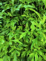 green leaves background