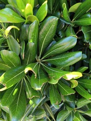close up of a leafs of a plant