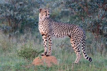 Cheetah on Anthill