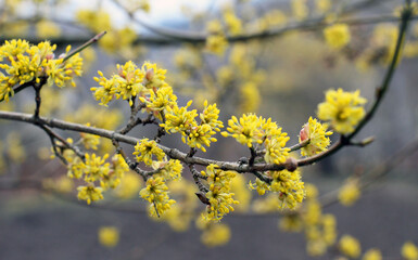 In nature, cornel is real (Cornus mas) blooms