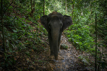 Elephant @ Tangkahan, Indonesia
