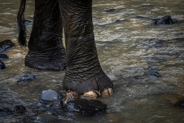 Elephant feet @ Tangkahan, Indonesia