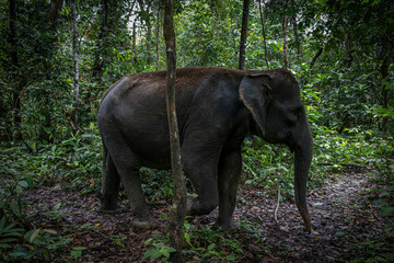 Elephant @ Tangkahan, Indonesia
