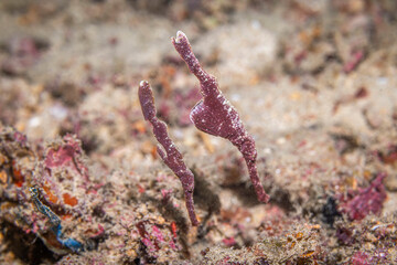 Ghost pipe fish @ Mabul Island, Malaysia