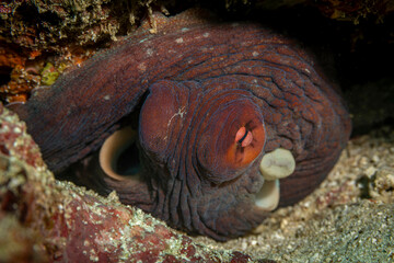 Black ctopus @ Weh Island, Indonesia
