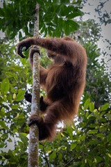 Orang utan @ Bukit Lawang, Indonesia