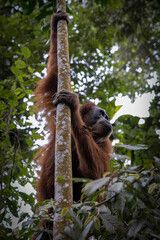 Orang utan @ Bukit Lawang, Indonesia