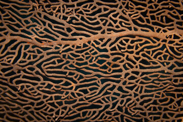 Hard sea fan @ Pulau Weh, Indonesia