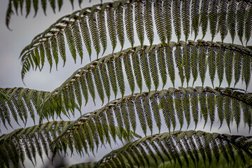 Leaves @ Berastagi, Indonesia
