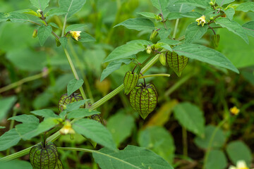 Green Cape Gooseberry grows wild