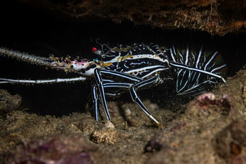 Lobster @ Pulau Weh, Indonesia