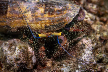 Litte Hermit crab @ Pulau Weh, Indonesia