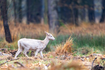 Daniel dama dama © Sporywildlife