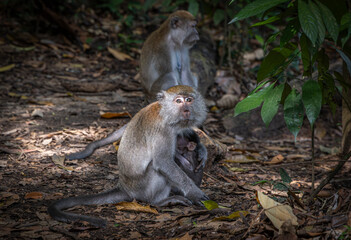 Long-Tailed Macaques @ Bukit Lawang, Indonesia