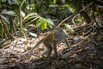 Long-Tailed Macaques @ Bukit Lawang, Indonesia