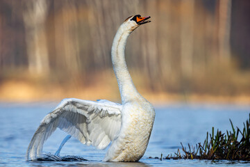 Łabędź Niemy © Sporywildlife