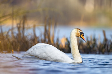 Łabędź Niemy © Sporywildlife