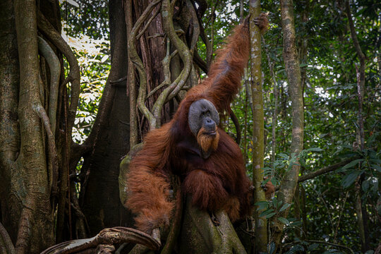 Giant orang utans @ Bukit Lawang, Indonesia