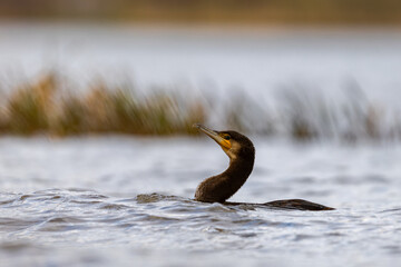 Kormoran © Sporywildlife