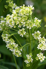 Horseradish (Armoracia rusticana) blooms in the garden