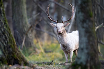 Daniel dama dama © Sporywildlife