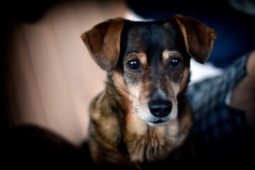 portrait of a black dog